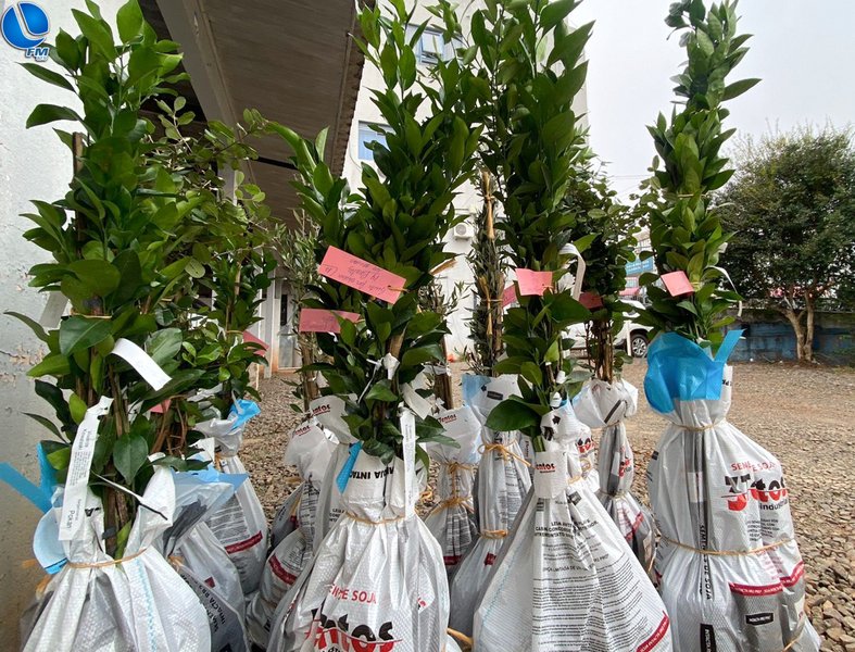 Em nova fase da campanha, agricultores podem encomendar mudas frutíferas até 30 de agosto