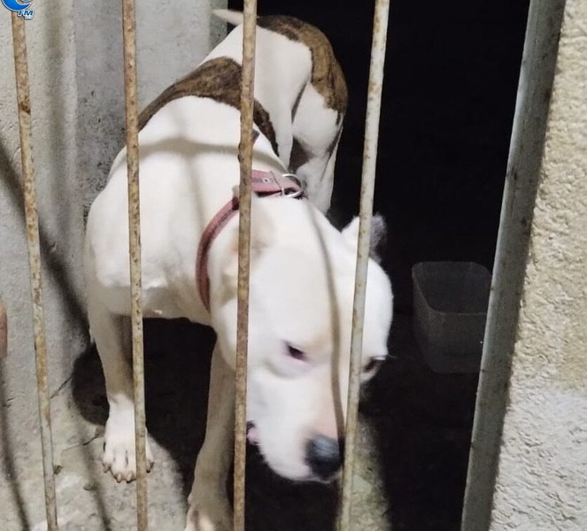 Mulher é atacada por pit bull no centro da cidade