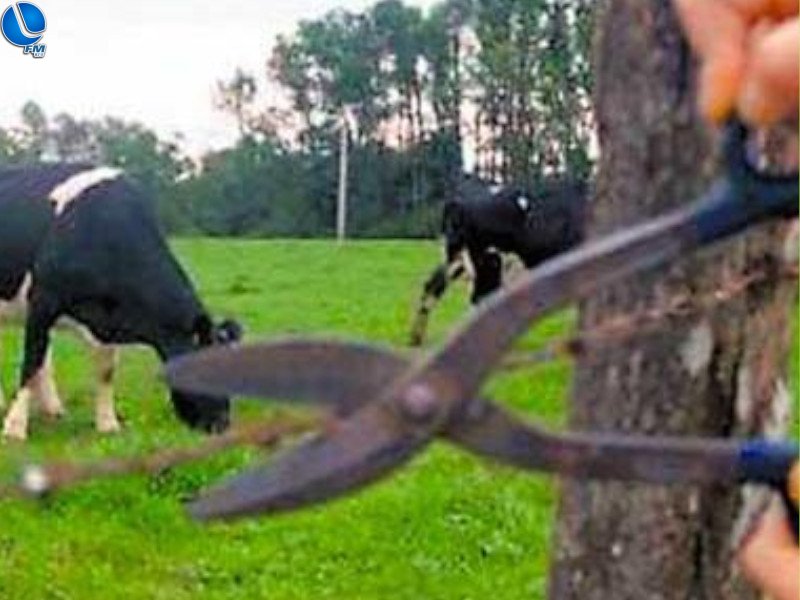 Furto abigeato é registrado no interior de Lagoa Vermelha
