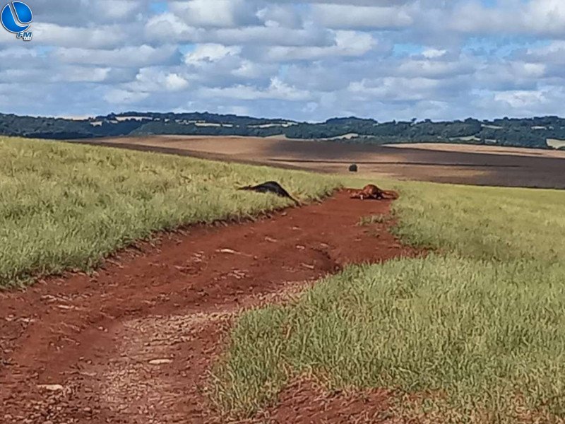 Animais são mortos, em Ibiaçá, em tentativa de abigeato