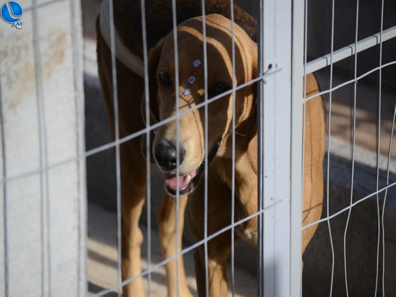 Ong APIA inaugura novo lar para cães