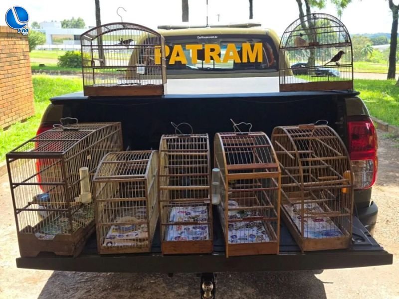 Patrulha Ambiental resgata pássaros silvestres em cativeiro ilegal em Passo Fundo
