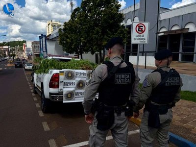 Mulher é presa com plantação de maconha, em Getúlio Vargas