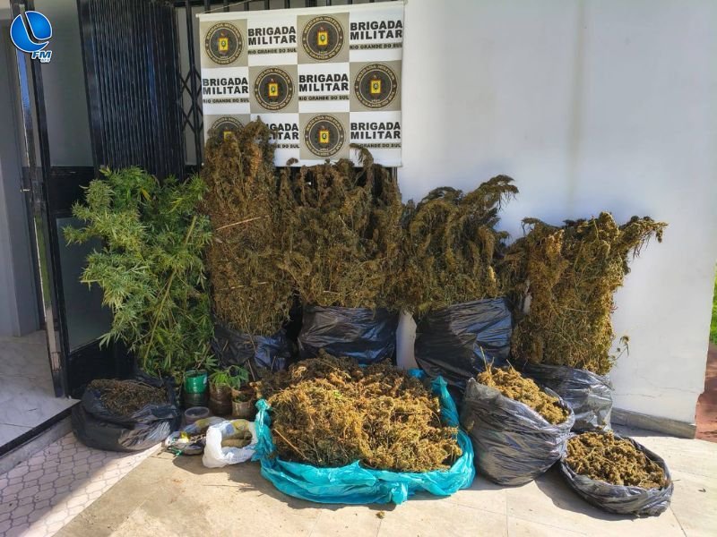 Brigada Militar desarticula produção de maconha e apreende mais de 30 quilos da droga em Maximiliano de Almeida