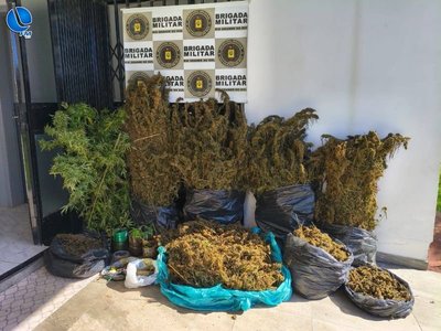 Brigada Militar desarticula produção de maconha e apreende mais de 30 quilos da droga em Maximiliano de Almeida