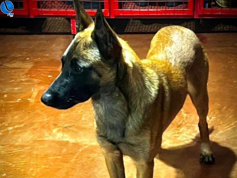 Cão de busca dos Bombeiros Voluntários de Tapejara está desaparecido