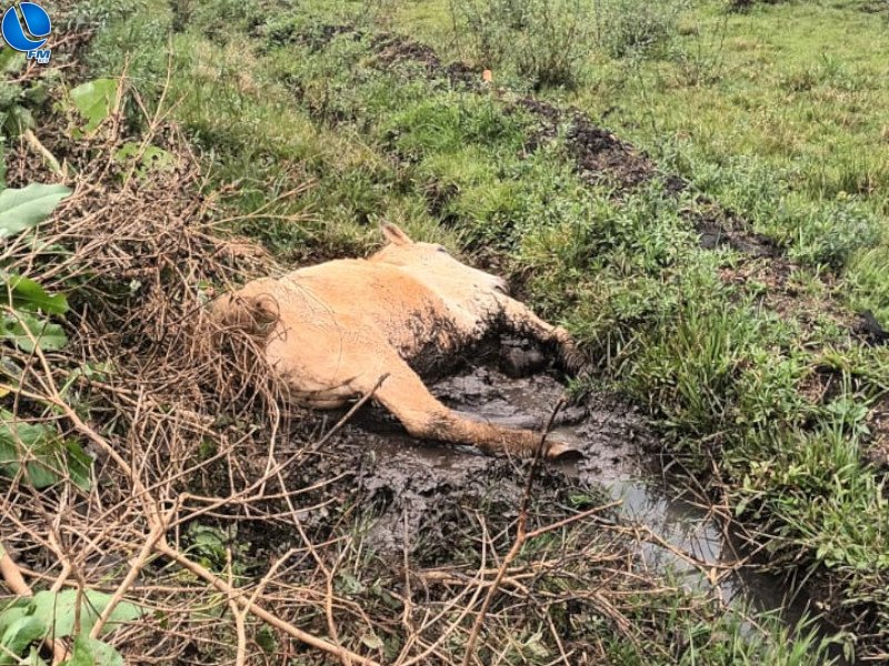 Bombeiros resgatam cavalo no bairro São Sebastião
