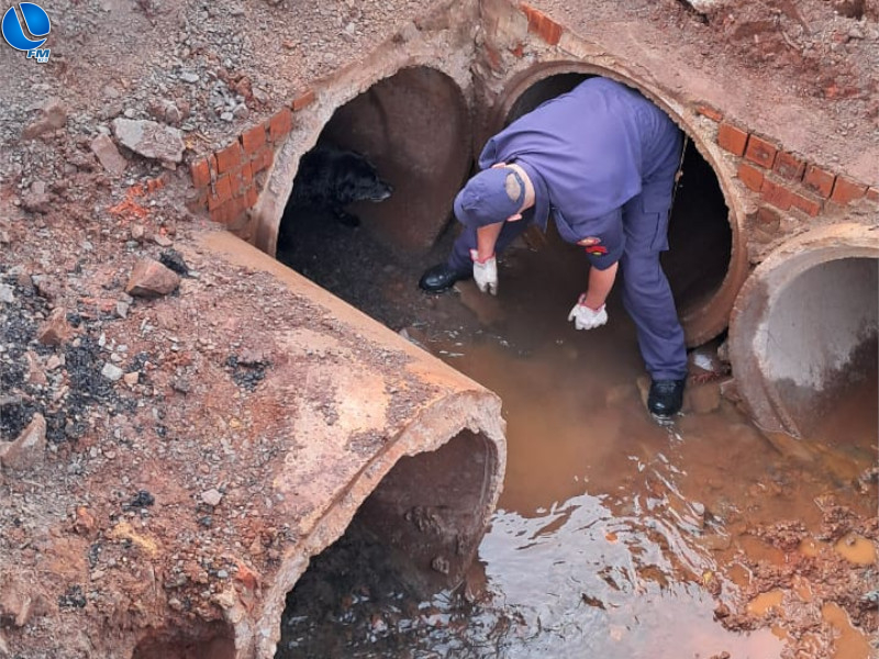Bombeiros realizam resgate de animal