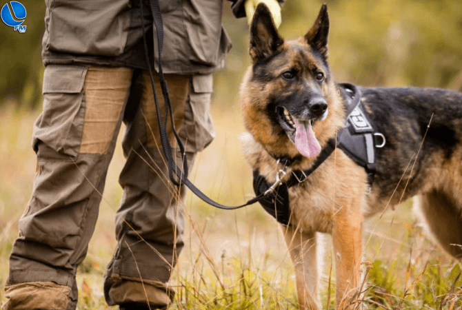 Prefeitura vai adquirir cão farejador e cederá servidor para a Polícia Civil