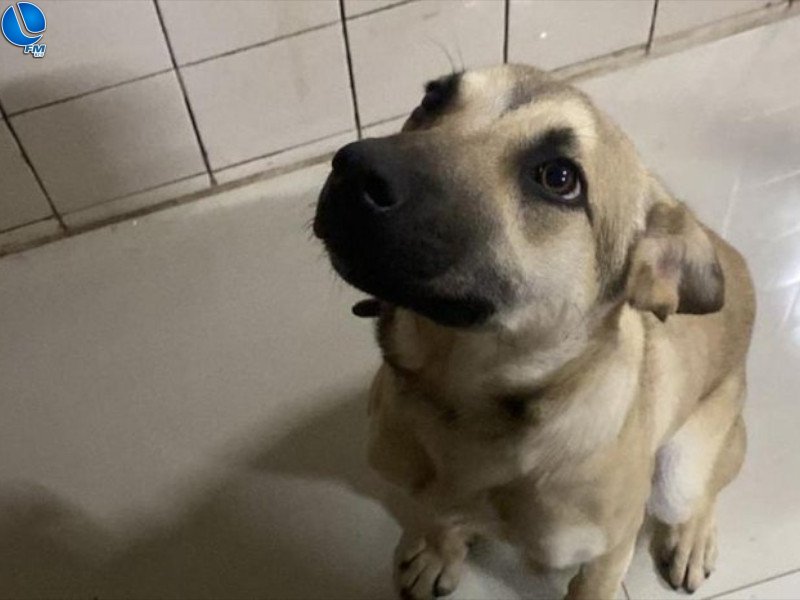 Suspeita de esfaquear uma cadela é presa em Passo Fundo