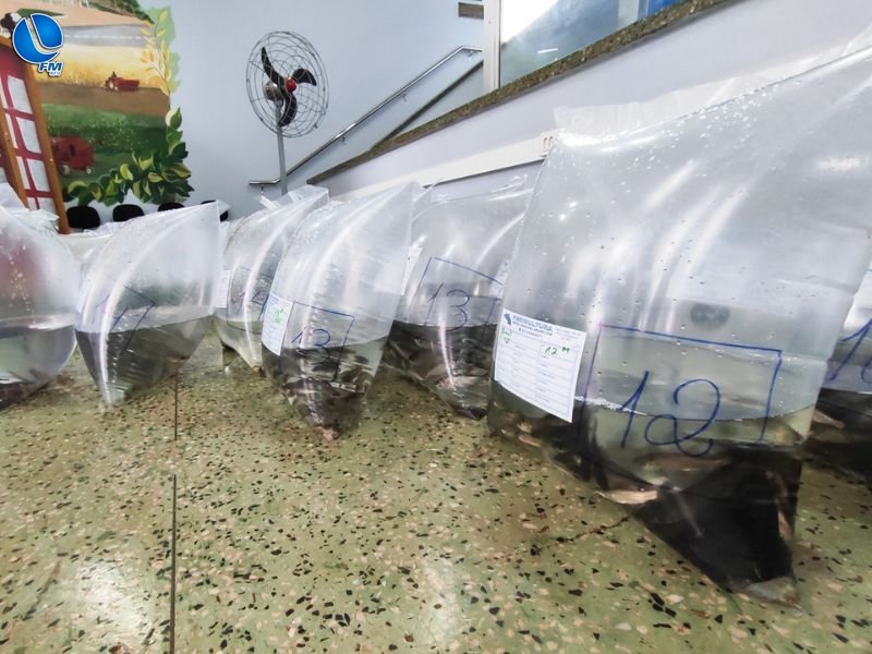 Alevinos serão entregues nesta quinta-feira (29) na Prefeitura