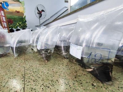 Alevinos serão entregues nesta quinta-feira (29) na Prefeitura