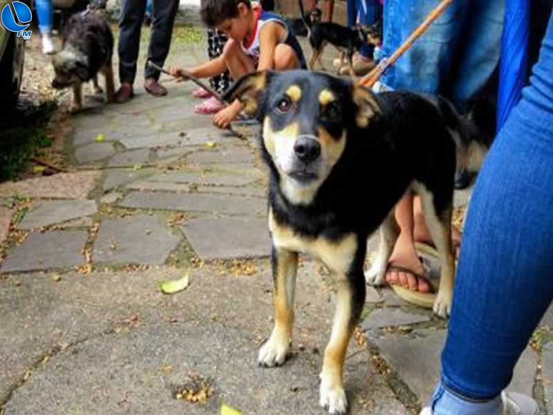 Cadastro para castração de cães e gatas ocorre neste sábado (22) no bairro Suzana