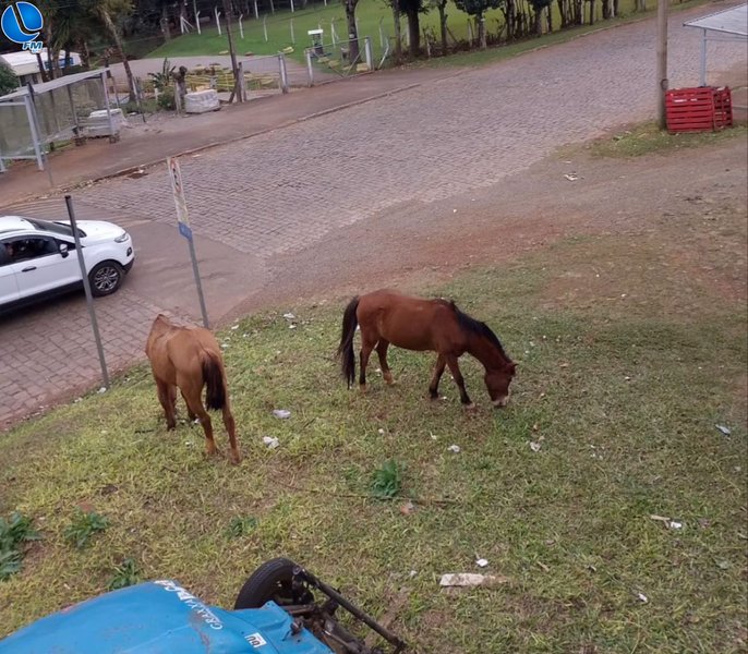 Cavalos em vias públicas: um desafio para o município