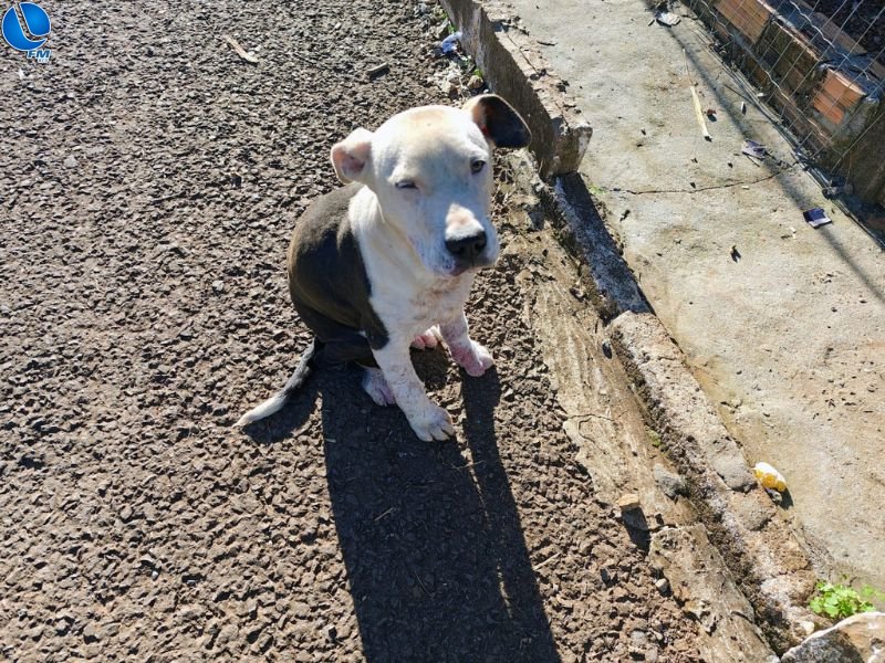 Brigada Militar realiza denúncia de maus tratos a cão em Lagoa Vermelha