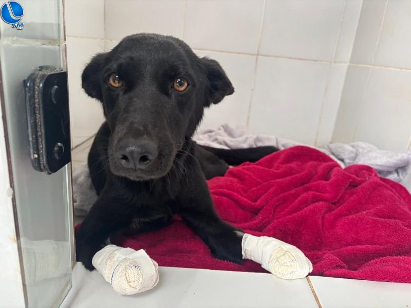 Rádio Lagoa FM entrevista médica-veterinária sobre cão mutilado