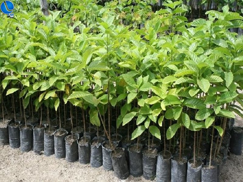 Pedidos de mudas de árvores estão disponíveis a comunidade