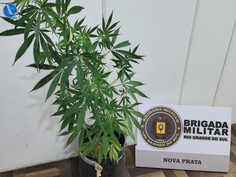 Brigada Militar localiza cultivo de maconha no bairro Basalto em Nova Prata