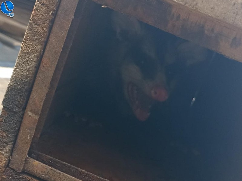 Animal silvestre é capturado no bairro Suzana