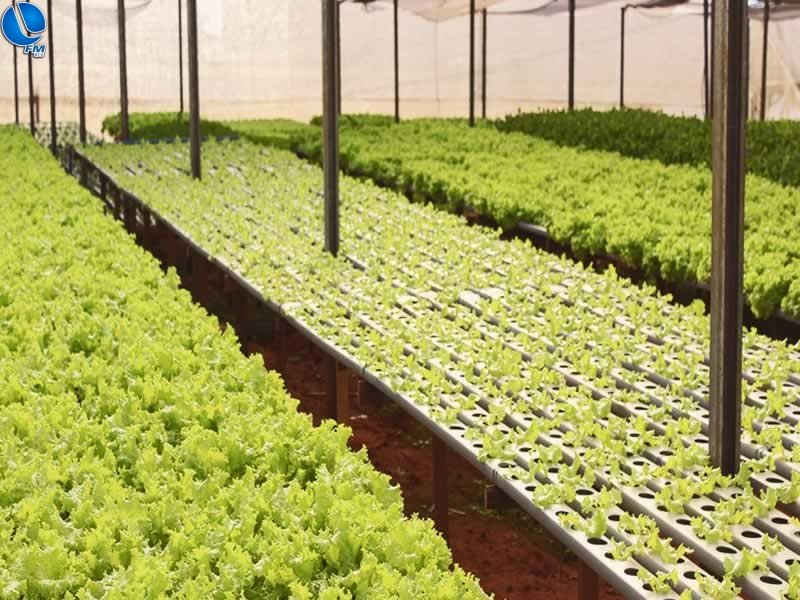 Curso de hidroponia é oferecido gratuitamente pelo CERTREP