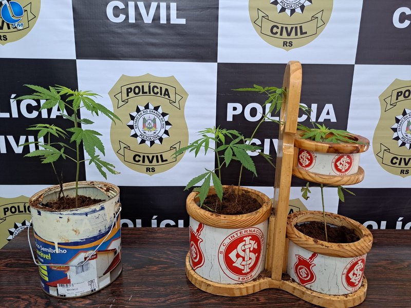Homem que cultivava pés de maconha em casa é preso pela Polícia Civil
