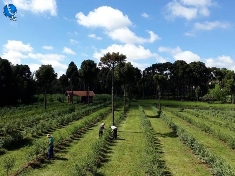 Iniciativa em Lagoa Vermelha une turismo rural e colheita de mirtilos orgânicos no próximo domingo (21)