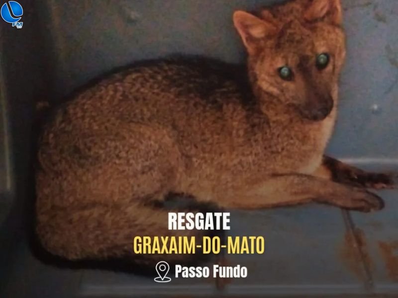 Polícia Ambiental resgata graxaim-do-mato em área urbana de Passo Fundo