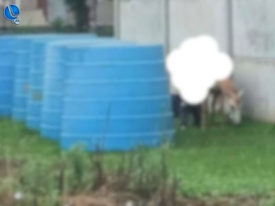 Polícia investiga caso de maus-tratos a animal registrado em Tapejara