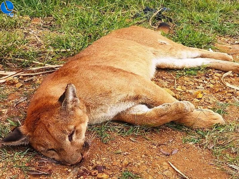 Leão-Baio (onça-parda) é encontrado morto próximo da Usina Hidrelétrica de Machadinho