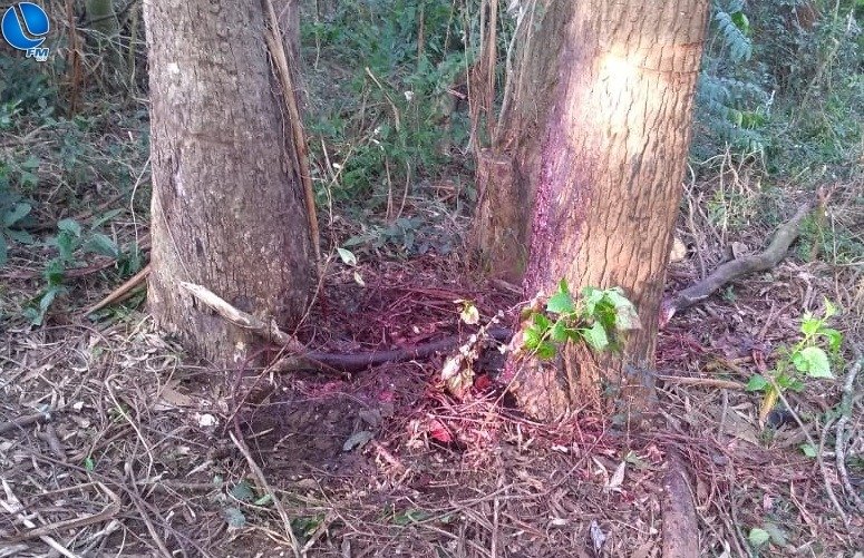 Morador de Mato Castelhano tem vaca avaliada em R$ 7 mil furtada e faz apelo por mais segurança