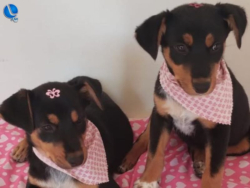 ONG APIA integra programação do aniversário de Lagoa Vermelha com ação de cuidado e proteção animal