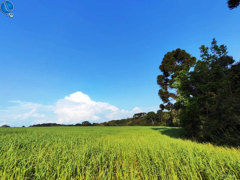 PATRAM fiscaliza área destruída de mata nativa no interior de Lagoa Vermelha