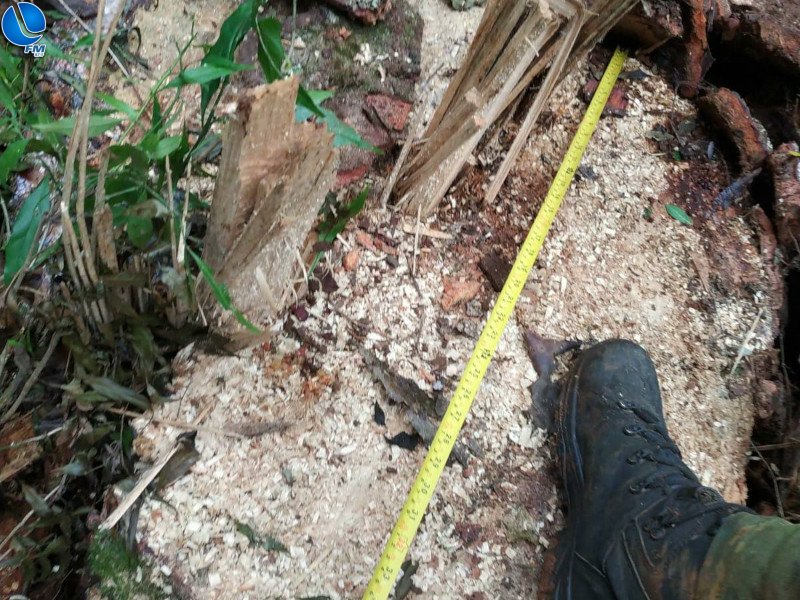 Patram registra destruição de floresta nativa, na comunidade dos Vimes