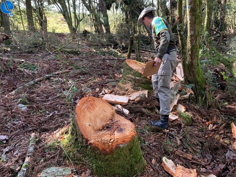 Policiais do 3 º Batalhão Ambiental realizam fiscalização em corte de pinheiro brasileiro
