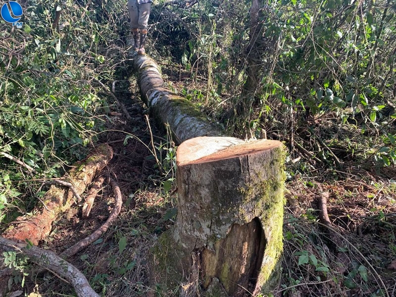 PATRAM encontra mais de 20 hectares de mata nativa destruídas em Ibiaça