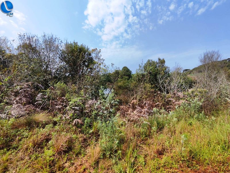 Água Santa: PATRAM constata destruição de mata nativa