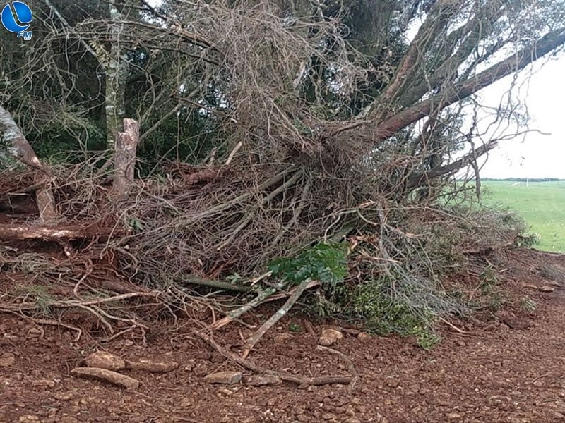Polícia Ambiental localiza crimes contra flora em Lagoa Vermelha