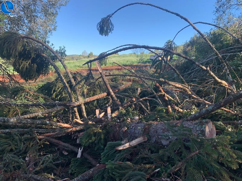Diversos pinheiros brasileiros são cortados no interior de Ibiraiaras