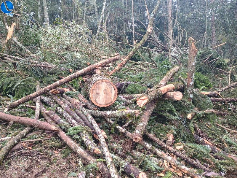 Polícia ambiental flagra corte de pinheiros em Lagoa Vermelha
