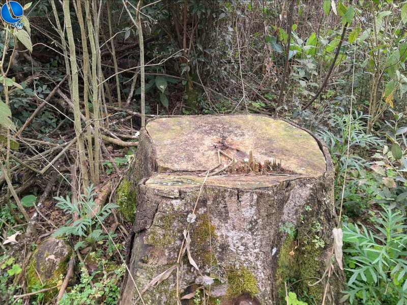 Patram flagra crime contra a flora