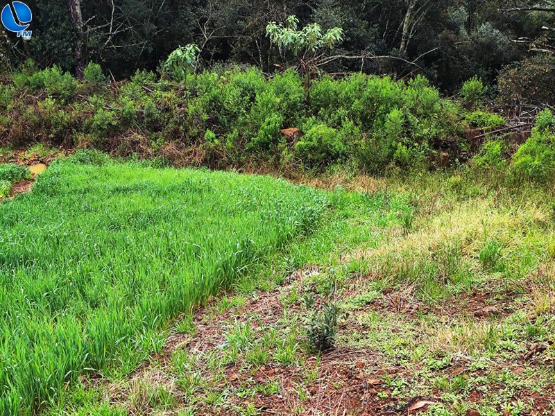 PATRAM flagra crime ambiental no interior de Ibiraiaras