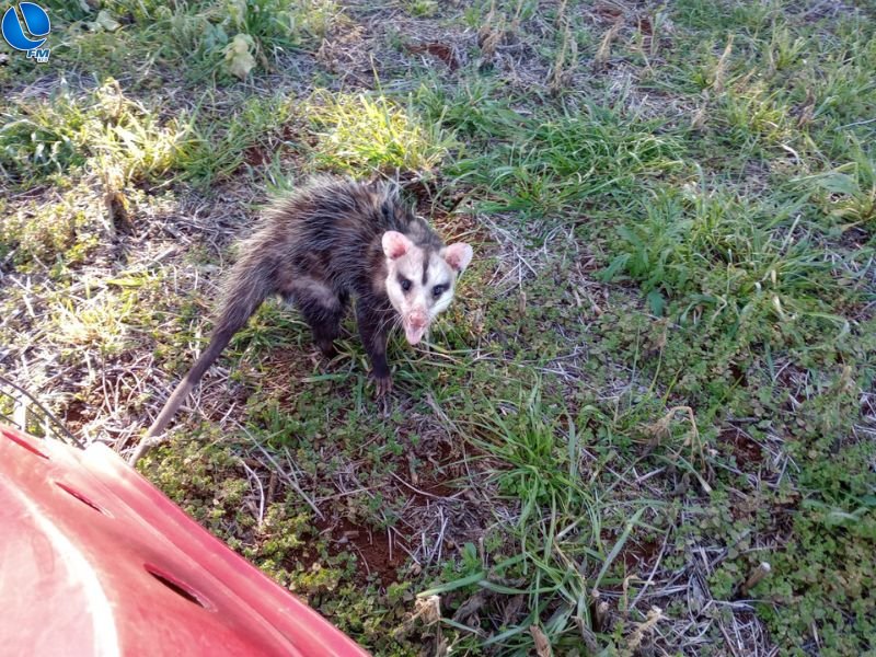 Brigada Militar realiza salvamento de gambá em área urbana de Lagoa Vermelha