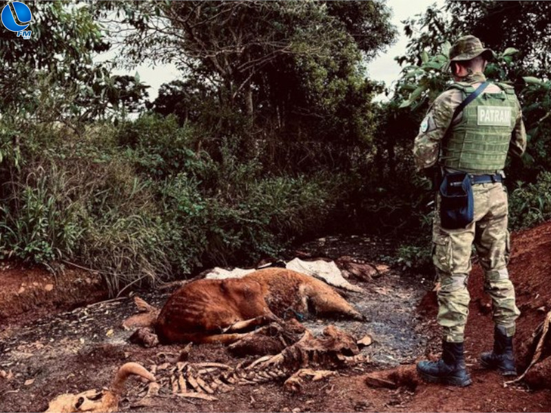 Polícia Ambiental flagra descarte irregular de animais mortos em Água Santa