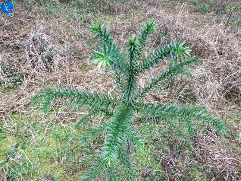 Polícia Ambiental realiza vistoria em projetos de recuperação de áreas degradadas