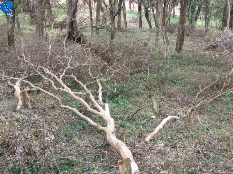 Destruição de floresta nativa é flagrada em Capão Bonito do Sul