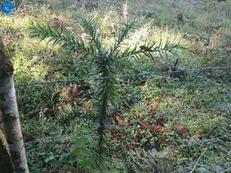 Polícia Ambiental vistoria projetos de reposição de área degradada