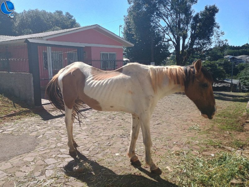Polícia Ambiental fiscaliza denúncias de maus tratos