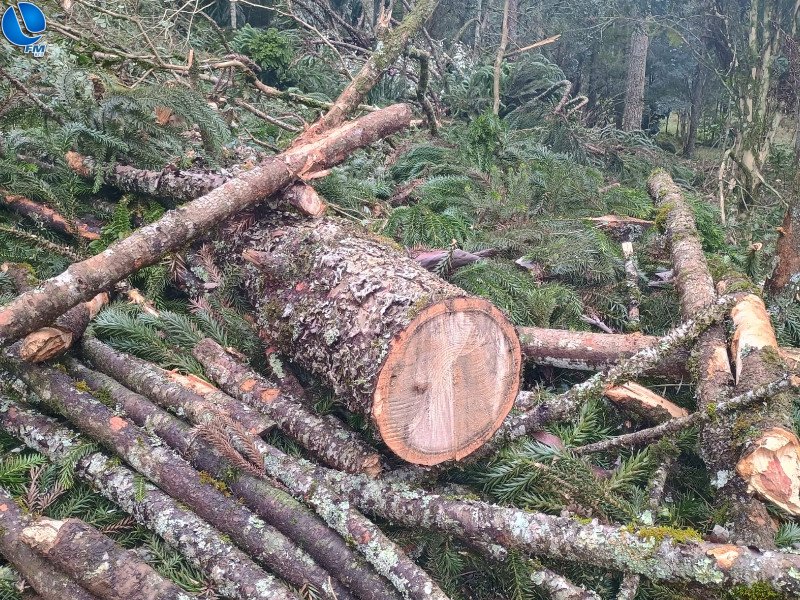 Polícia Ambiental flagra corte de pinheiros na Capela São Judas