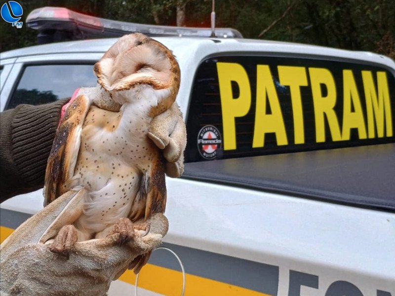 Polícia Ambiental realiza salvamento de animal