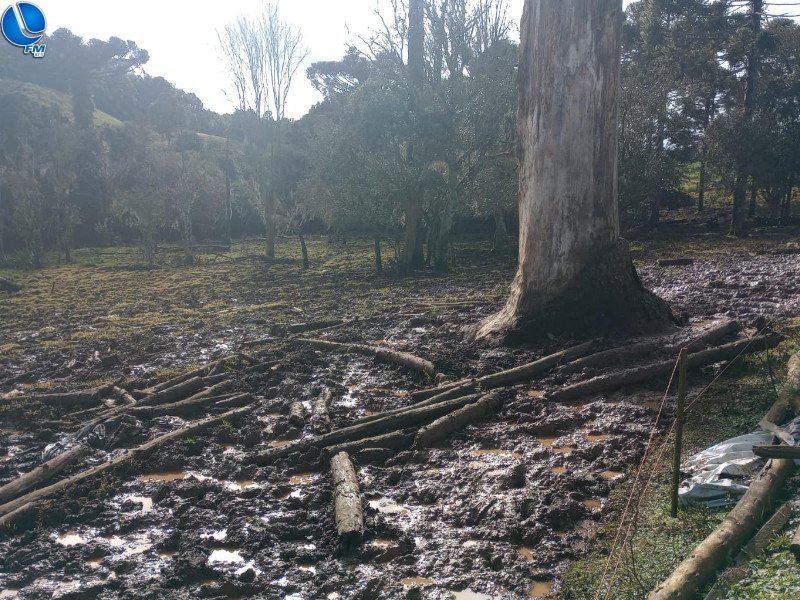 Patram registra destruição de floresta nativa